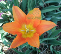 Tulipan Ballerina pomarańczowy 5szt