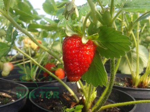 Florovit Bio nawóz do truskawek, malin i jeżyn 1,1l