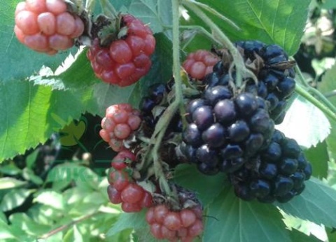 Florovit Bio nawóz do truskawek, malin i jeżyn 1,1l