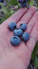 Borówka wysoka amerykańska Bluecrop