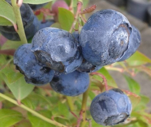 Borówka wysoka amerykańska Bluecrop