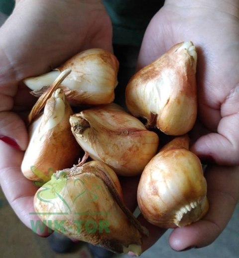 Tulipan liliokształtny biały Tres Chic 5szt