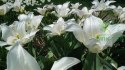 Tulipan liliokształtny biały Tres Chic 5szt
