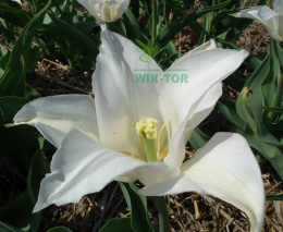 Tulipan liliokształtny biały Tres Chic 5szt