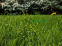 Finisher na mech w trawniku i innych powierzchniach 200ml