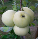 Jabłoń Oliwka żółta Papierówka