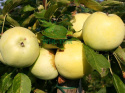 Jabłoń Oliwka żółta Papierówka