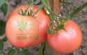 Nawóz do pomidorów 1l Substral Pomidoro