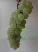 Organiczny nawóz do winorośli 1kg Viano