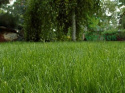 Finisher na mech w trawniku i innych powierzchniach 500ml