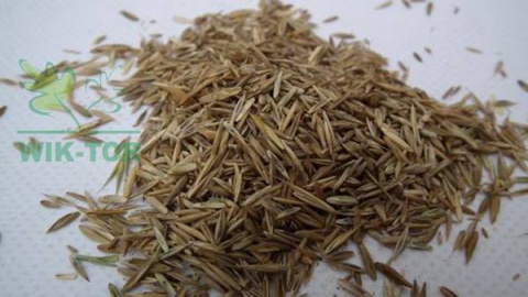 Trawa Mieszanka Trawnikowa 1kg Centnas