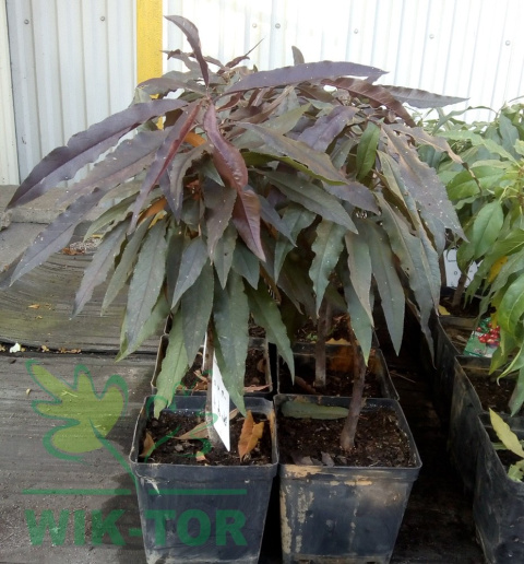 Brzoskwinia karłowa 'Honey Red'