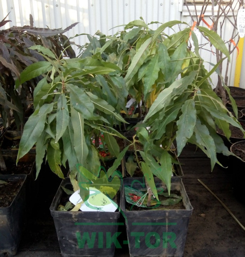 Brzoskwinia karłowa 'Honey Green'