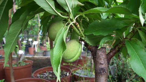 Brzoskwinia karłowa 'Honey Green'