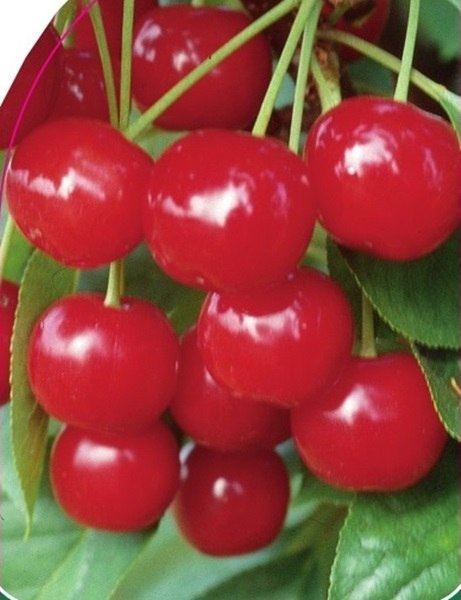 Czereśnia Rivan