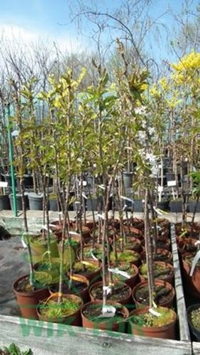 Czereśnia Lapins
