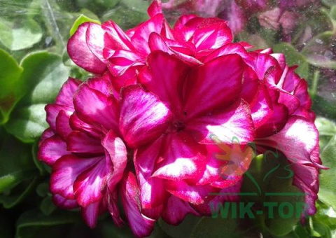 Inco nawóz mikroflora 3w1 nawozy do pelargonii 1l