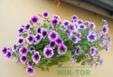 Inco nawóz mikroflora 3w1 nawozy do pelargonii 1l