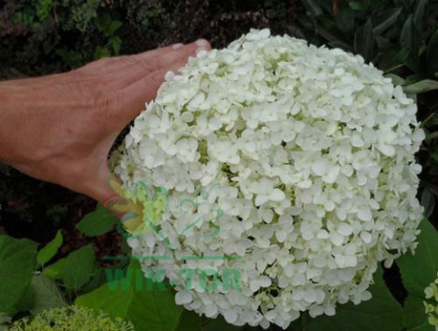Nawóz granulowany do hortensji Sumin 1kg