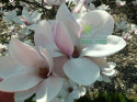 Nawóz granulowany do magnolii Sumin 1kg