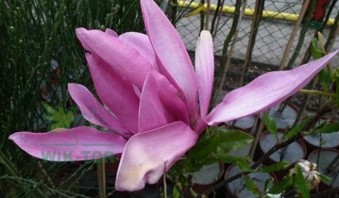Nawóz granulowany do magnolii Sumin 1kg