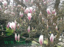Nawóz granulowany do magnolii Sumin 1kg