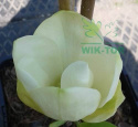 Nawóz granulowany do magnolii Sumin 1kg
