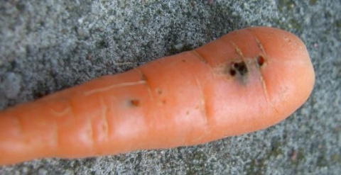 Nemapsil-limit połyśnice i nicienie 10g Agrecol Natura