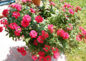 Kuracja dla roślin kwitnących w domu i na balkonie flower spa Agrecol 90ml