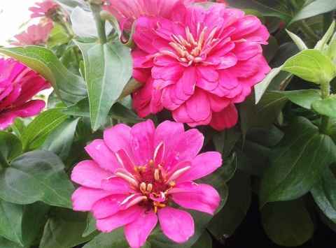 Kuracja dla roślin kwitnących w domu i na balkonie flower spa Agrecol 90ml
