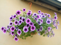 Kuracja dla roślin kwitnących w domu i na balkonie flower spa Agrecol 90ml