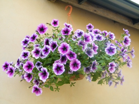 Kuracja dla roślin kwitnących w domu i na balkonie flower spa Agrecol 90ml