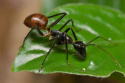 Żelowa pułapka na mrówki Substral naturen 2szt