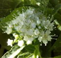 Tawuła japońska Albiflora