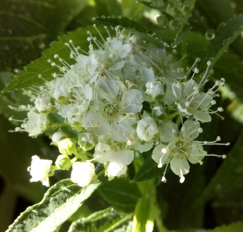 Tawuła japońska Albiflora
