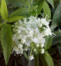 Tawuła japońska Albiflora