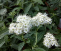 Tawuła japońska Albiflora