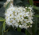 Tawuła japońska Albiflora
