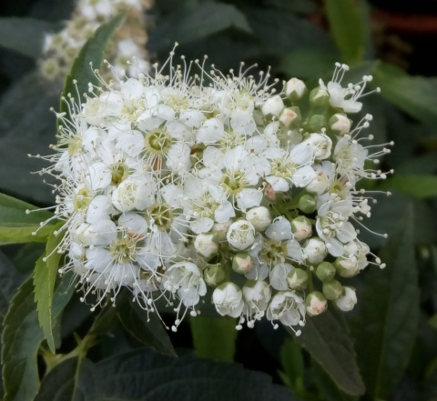 Tawuła japońska Albiflora