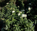 Tawuła japońska Albiflora