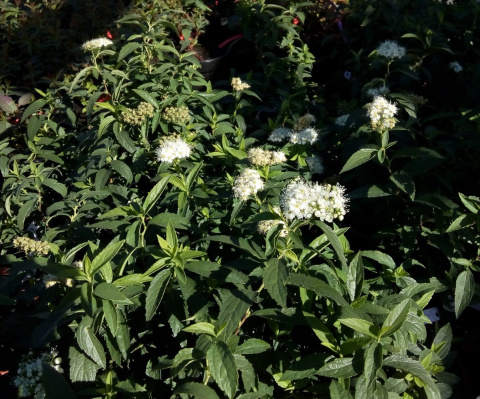 Tawuła japońska Albiflora