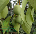 Aktinidia ostrolistna Jumbo