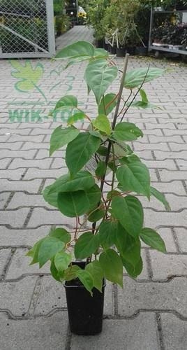 Aktinidia ostrolistna Jumbo