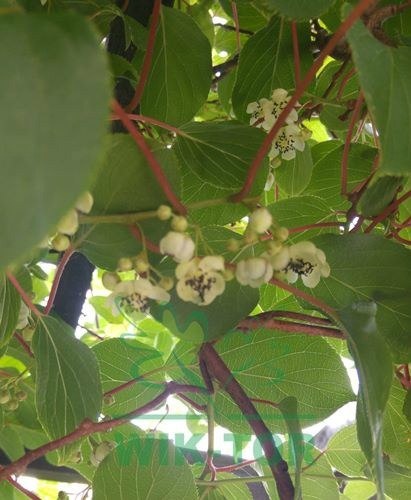 Aktinidia ostrolistna Jumbo