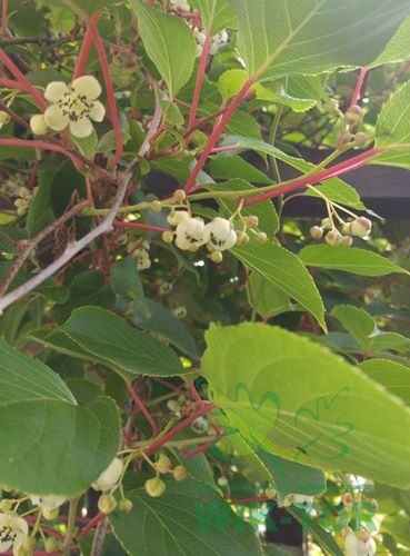 Aktinidia ostrolistna Jumbo