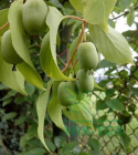 Aktinidia ostrolistna Jumbo