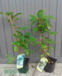 Aktinidia ostrolistna Jumbo