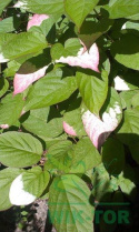 Aktinidia pstrolistna Adam