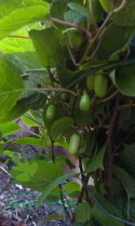 Aktinidia pstrolistna Adam