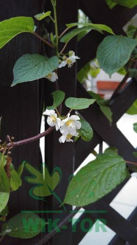 Aktinidia pstrolistna Adam